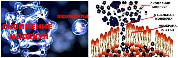 активированная вода проходит через мембрану клетки 
